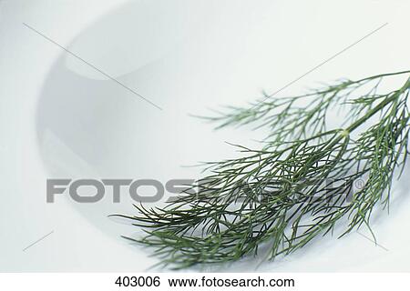 Dill View Large Photo Image Stock Photograph - Dill. Fotosearch