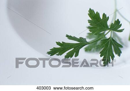 Parsley View Large Photo Image Stock Image - Parsley. Fotosearch
