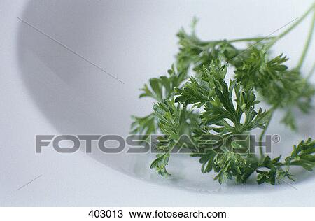 Parsley View Large Photo Image Stock Image - Parsley. Fotosearch