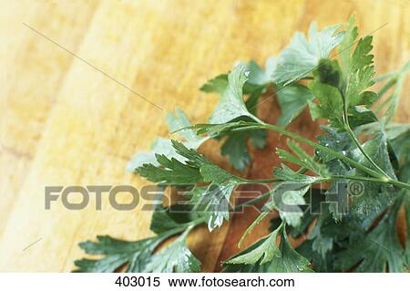 Parsley View Large Photo Image Stock Photography - Parsley. Fotosearch