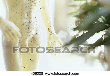 A figurine showing acupuncture points View Large Photo Image Stock Photo - A figurine showing acupuncture points. Fotosearch