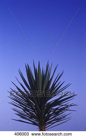 The top of a palm tree View Large Photo Image Stock Image - The top of a palm tree. Fotosearch