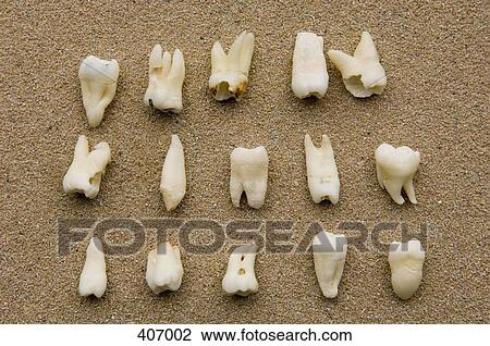 Teeth View Large Photo Image Stock Image - Teeth. Fotosearch