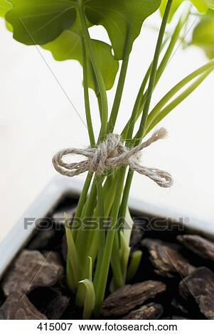 String tied around a plant View Large Photo Image Stock Photo - String tied around a plant. Fotosearch