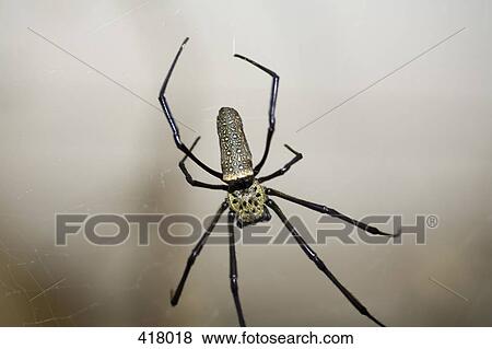 A spider View Large Photo Image Stock Photo - A spider. Fotosearch