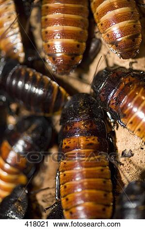 Stock Image - Cockroaches. Fotosearch