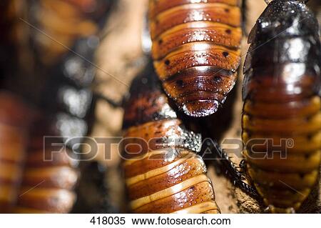 Cockroaches View Large Photo Image Stock Photography - Cockroaches. Fotosearch