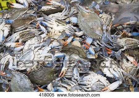Stock Photography - Crabs. Fotosearch