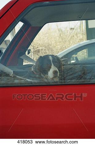 Stock Image - Dog in a car. Fotosearch