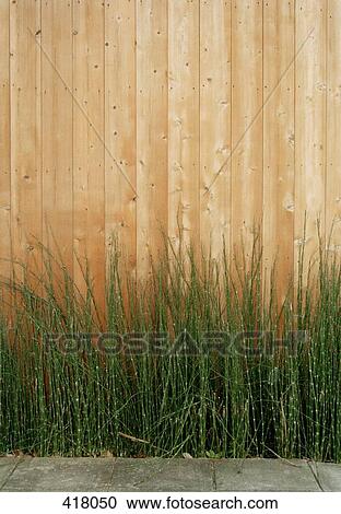 Stock Image - Grass growing in front of a fence. Fotosearch