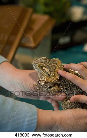 Hands holding a lizard View Large Photo Image Stock Image - Hands holding a lizard. Fotosearch