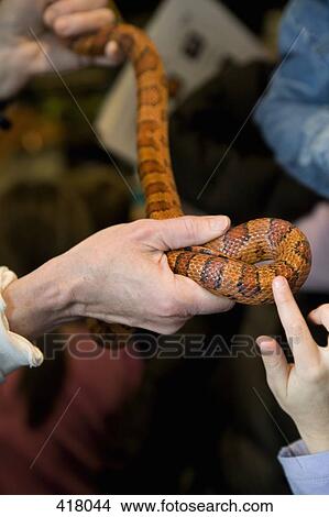 Picture - Hands holding a snake. Fotosearch