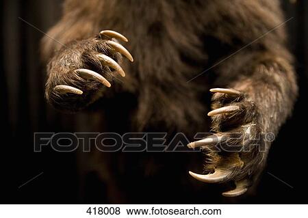 Stock Photo - Midsection of a bear. Fotosearch