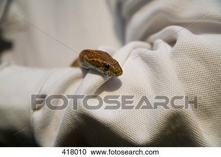 Person holding a snake View Large Photo Image Stock Image - Person holding a snake. Fotosearch