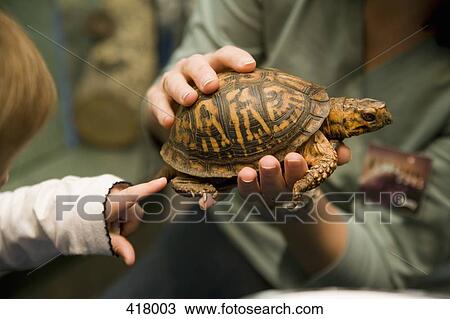 Stock Image - Woman holding tortoise and child pointing. Fotosearch