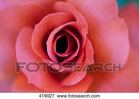 Stock Photo - Close up of a rose. Fotosearch