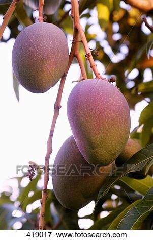 Stock Photo - Mangos growing on a tree. Fotosearch