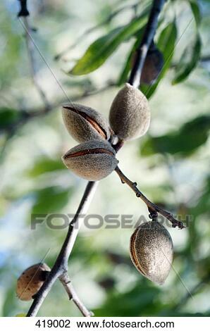 Nuts growing on a tree View Large Photo Image Stock Image - Nuts growing on a tree. Fotosearch