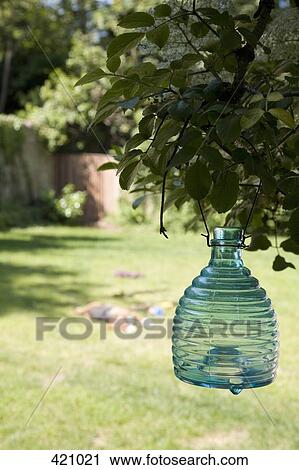 Stock Image - Glass insect trap hanging from a tree in a back yard. Fotosearch
