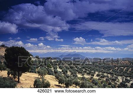 Olive groves across a rural landscape View Large Photo Image Stock Image - Olive groves across a rural landscape. Fotosearch