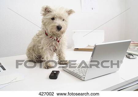 Dog Sitting On Desk In Front Of Laptop Stock Image 427002