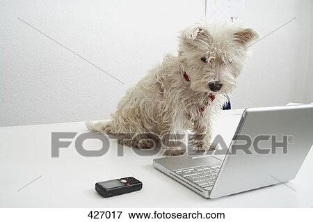 Stock Photo - Dog sitting on desk in front of laptop. Fotosearch