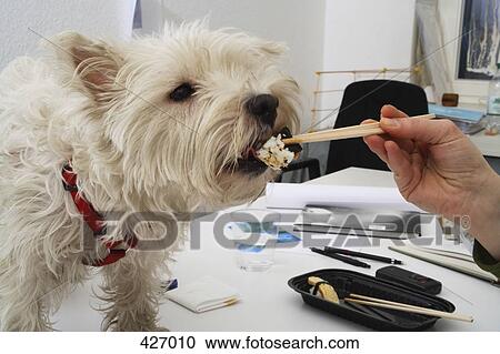 Feeding dog sushi View Large Photo Image Stock Image - Feeding dog sushi. Fotosearch