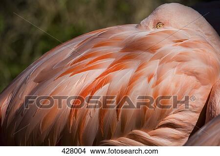 Picture - A flamingo. Fotosearch