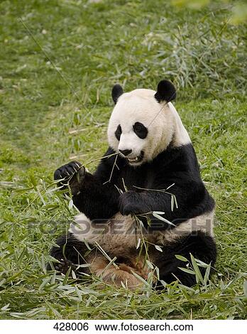 Stock Photograph - A panda eating leaves. Fotosearch