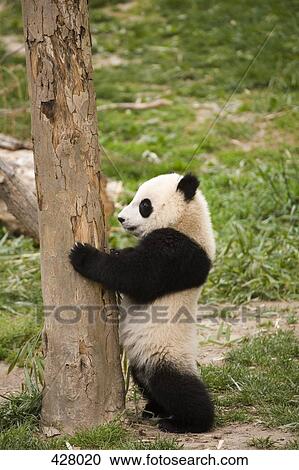 A panda standing against a tree View Large Photo Image Stock Image - A panda standing against a tree. Fotosearch