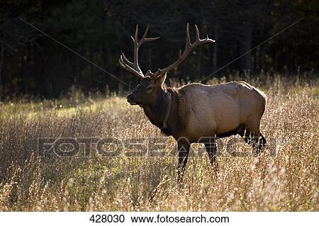 A stag deer View Large Photo Image Stock Image - A stag deer. Fotosearch