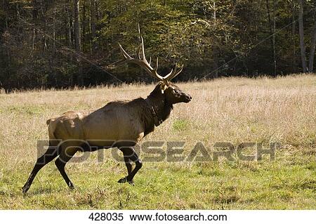 A stag deer View Large Photo Image Stock Photography - A stag deer. Fotosearch