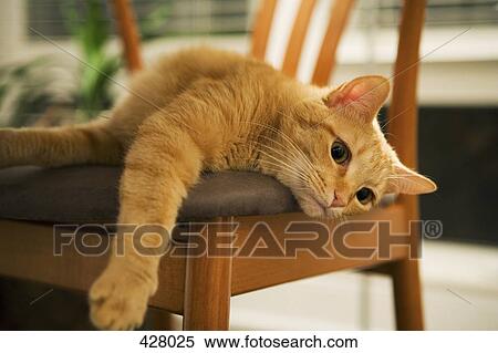 Cat lying on a chair View Large Photo Image Stock Photography - Cat lying on a chair. Fotosearch