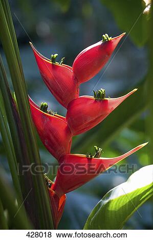 Close up of a Heliconia flower View Large Photo Image Stock Photo - Close up of a Heliconia flower. Fotosearch