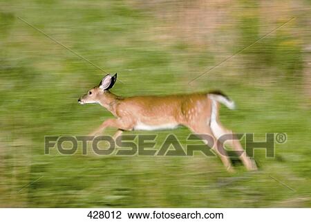 Deer running through a field View Large Photo Image Stock Image - Deer running through a field. Fotosearch