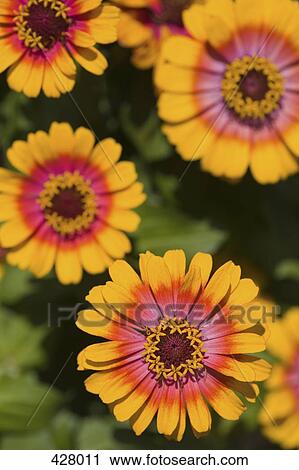 Flowers View Large Photo Image Stock Image - Flowers. Fotosearch