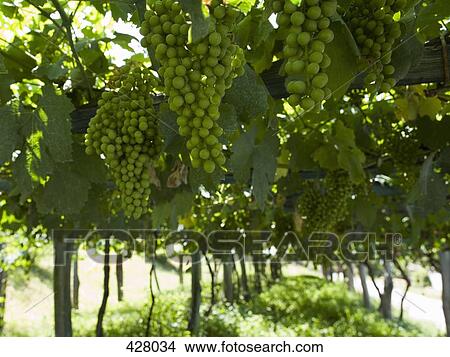 Grapes hanging from a vine View Large Photo Image Picture - Grapes hanging from a vine. Fotosearch