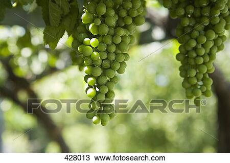 Grapes hanging from a vine View Large Photo Image Stock Image - Grapes hanging from a vine. Fotosearch