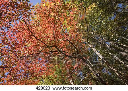 Stock Image - Low angle view of trees. Fotosearch