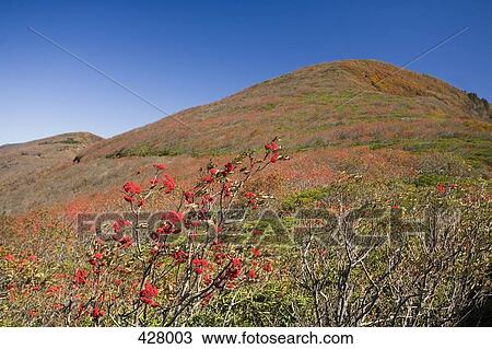 Stock Image - Red flowers at the foot of a hill. Fotosearch