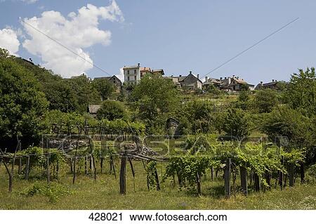 Stock Image - Vineyard and a village. Fotosearch