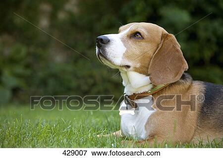 A beagle lying on grass View Large Photo Image Stock Photo - A beagle lying on grass. Fotosearch