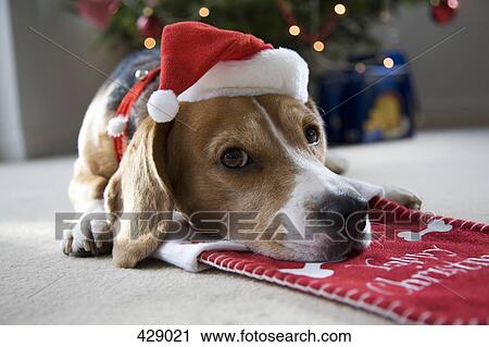 Beagle lying on a Christmas stocking whilst wearing a Santa hat View Large Photo Image Stock Image - Beagle lying on a Christmas stocking whilst wearing a Santa hat. Fotosearch