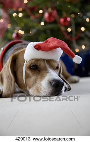 Beagle wearing a Santa hat View Large Photo Image Stock Image - Beagle wearing a Santa hat. Fotosearch