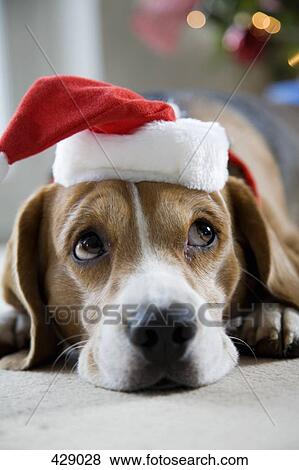 Stock Photo - Beagle wearing a Santa hat. Fotosearch