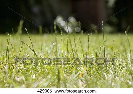 Stock Photography - Tall blades of grass on a lawn. Fotosearch