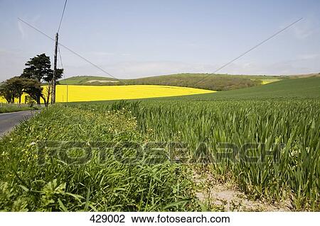 Wheat and canola fields across a rolling landscape View Large Photo Image Stock Image - Wheat and canola fields across a rolling landscape. Fotosearch