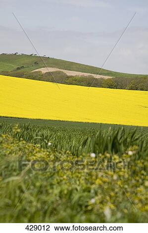 Wheat and canola fields across a rolling landscape View Large Photo Image Stock Image - Wheat and canola fields across a rolling landscape. Fotosearch