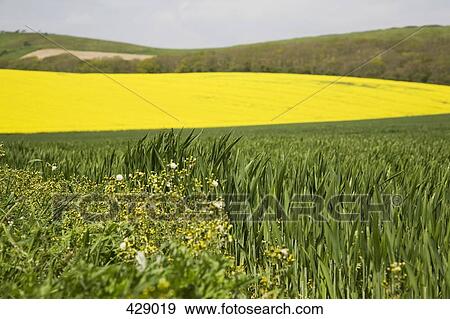 Stock Photo - Wheat and canola fields across a rolling landscape. Fotosearch