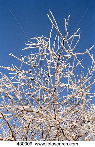 Frost on branches of a bare tree View Large Photo Image Stock Photo - Frost on branches of a bare tree. Fotosearch